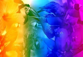 Drewniane Puzzle z figurkami - Ptaki gradient rozm. M, 200 elementów Mobimods sp. z o.o.