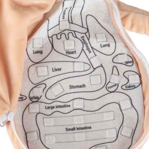 Lalka maskotka zabawka edukacyjna nauka anatomii dziewczynka Kik Sp. z o. o. Sp. k.